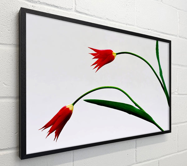 Twin Fire Tulips