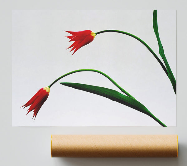 Twin Fire Tulips Print