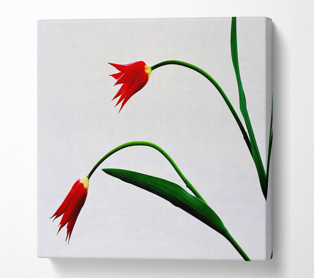  A Canvas Print of Twin Fire Tulips Canvas Art