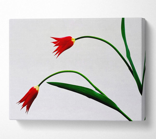 A Canvas Print of Twin Fire Tulips Canvas Art