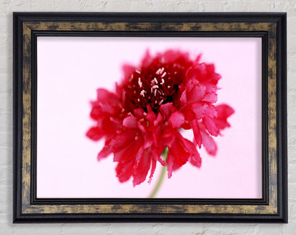 Pink On Pink Pom Pom Framed Print