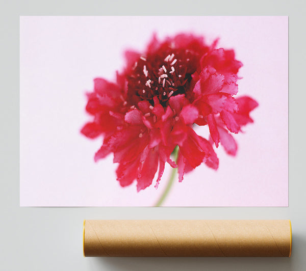 Pink On Pink Pom Pom Print