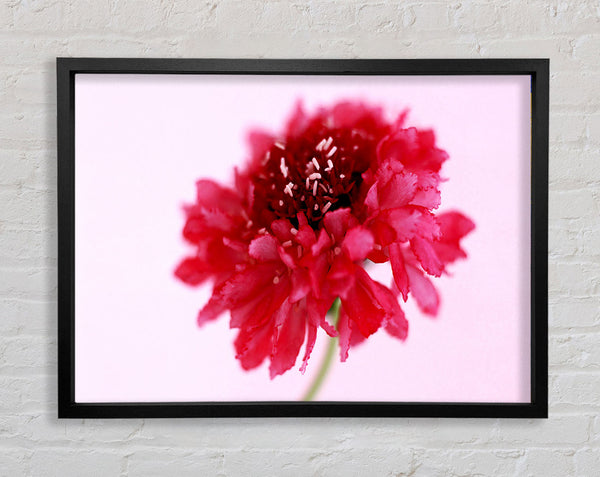 Rosa auf rosa Pom Pom