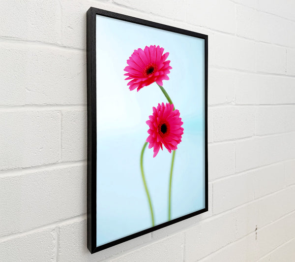Cerise Daisy Duo On Blue