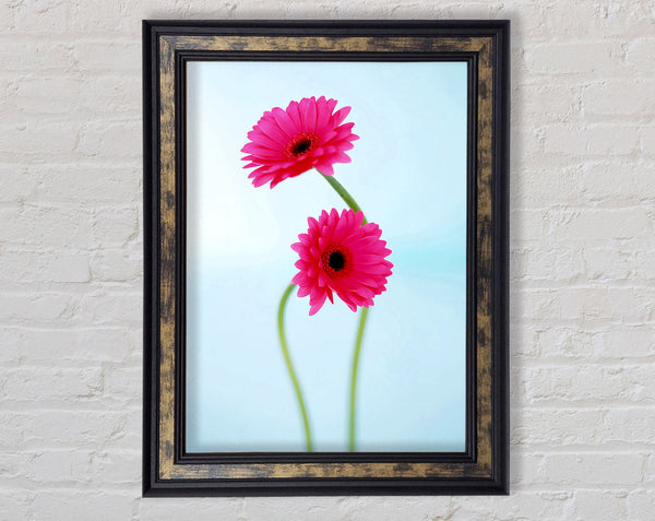Cerise Daisy Duo On Blue Framed Print