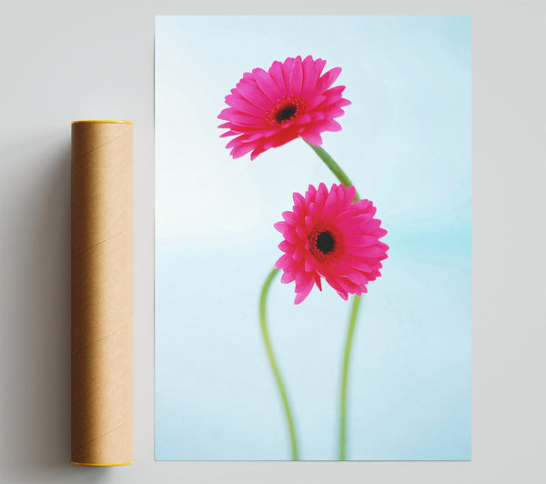 Cerise Daisy Duo On Blue Print