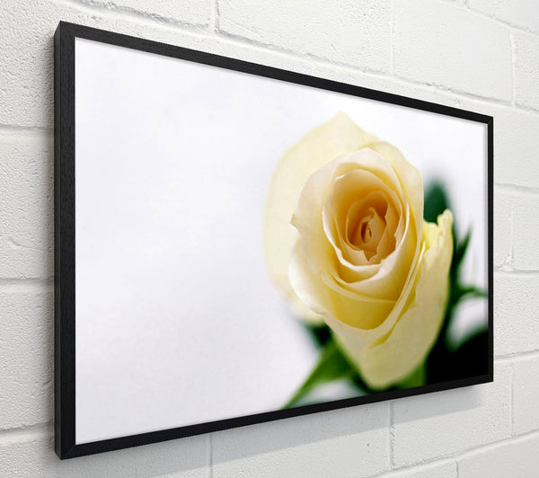 Single Cream Rose