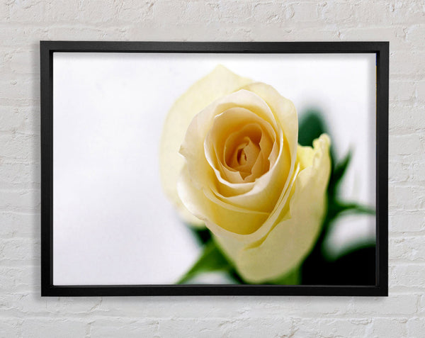 Einzelne cremefarbene Rose