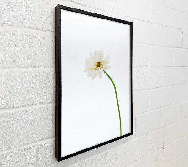 White On White Daisy