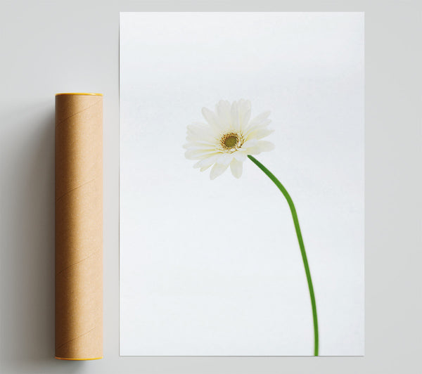 White On White Daisy Poster