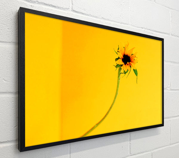 Mustard Sunflower