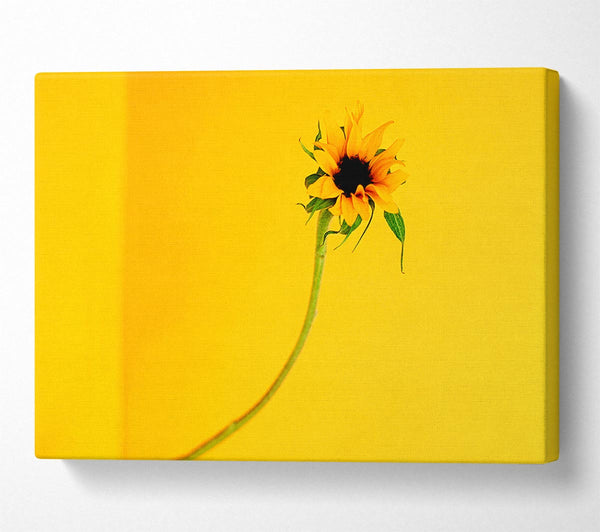  A Canvas Print of Mustard Sunflower Canvas Art