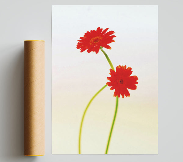 Twin Red Daisies Poster