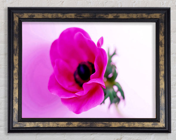 Pink Poppy Centre Framed Print