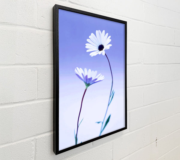 White Daisy Duo On Lilac