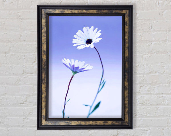 White Daisy Duo On Lilac Framed Print