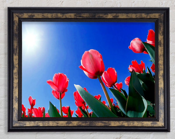 Pink Tulips In The Blazing Sun Framed Print