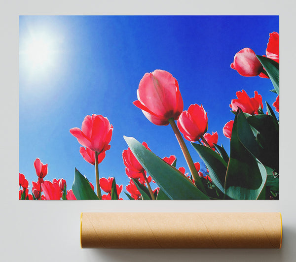 Pink Tulips In The Blazing Sun Print
