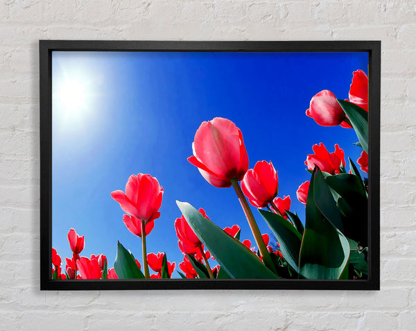 Rosa Tulpen in der prallen Sonne
