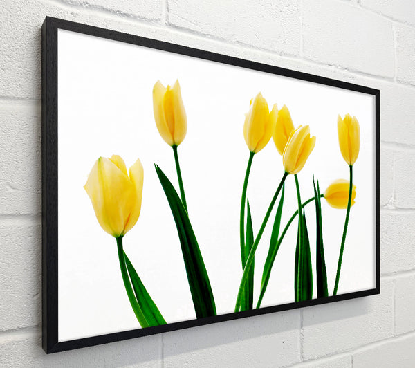 Yellow Tulip March