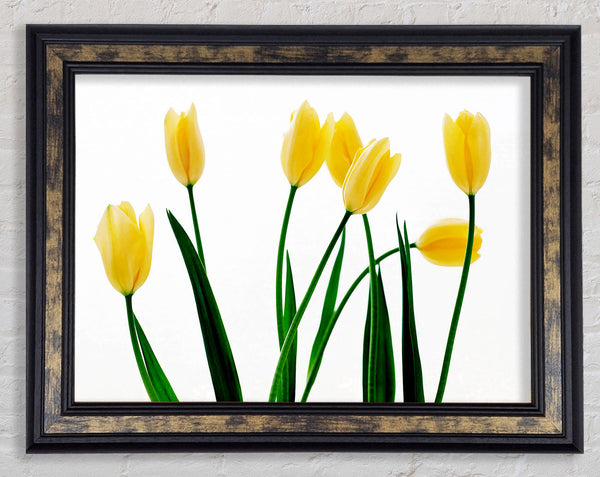 Yellow Tulip March Framed Print