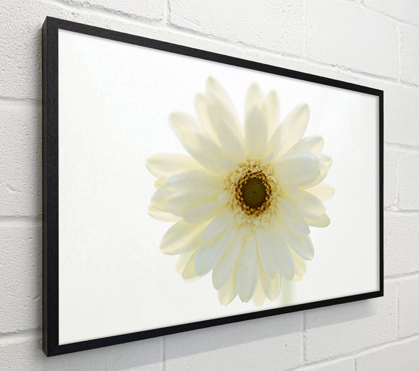 White On White Daisy Face