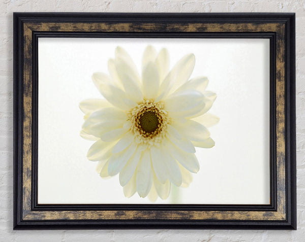 White On White Daisy Face Framed Print