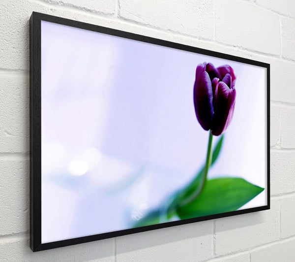 Single Purple Tulip