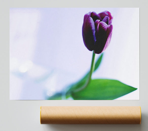 Single Purple Tulip Giclee Print