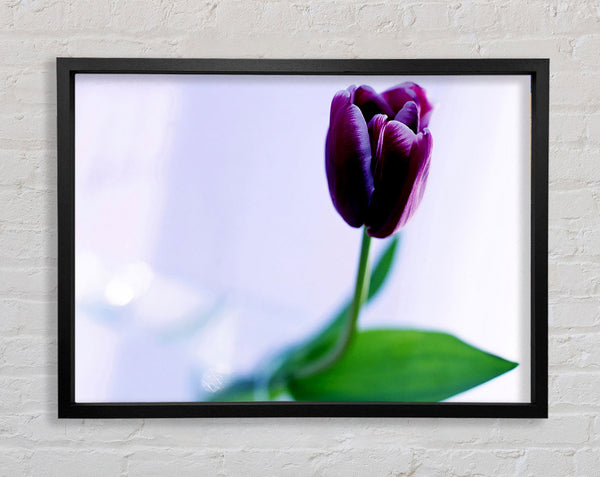 Einzelne lila Tulpe