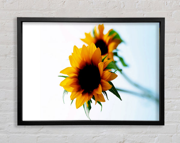 Gelbes Sonnenblumen-Duo