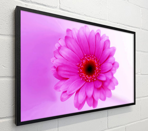Pink On Pink Petals