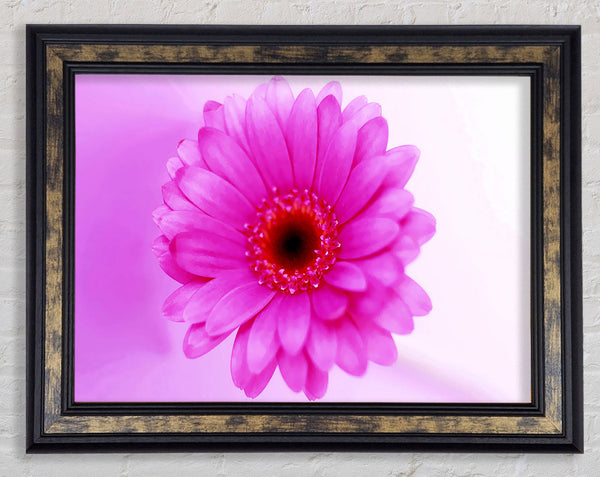 Pink On Pink Petals Framed Print
