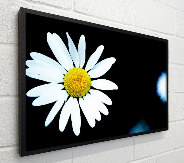 Single White Daisy