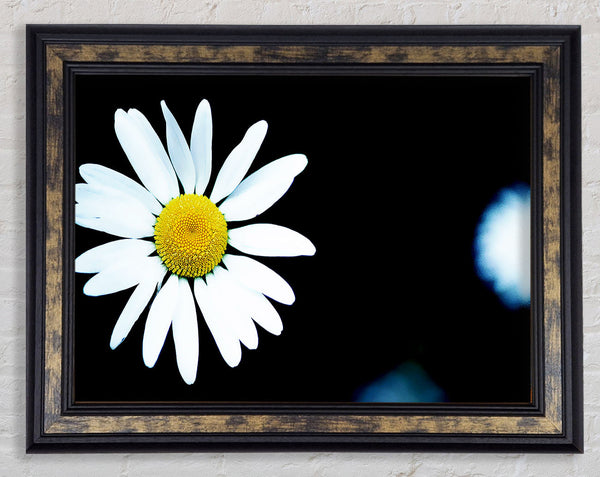 Single White Daisy Framed Print