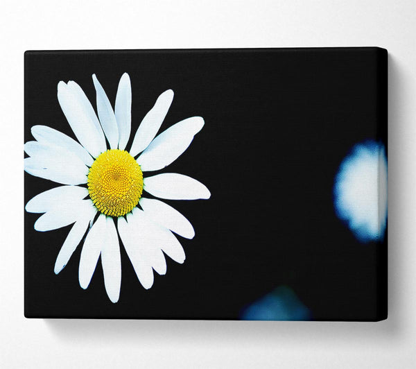  A Canvas Print of Single White Daisy Canvas Wall Art