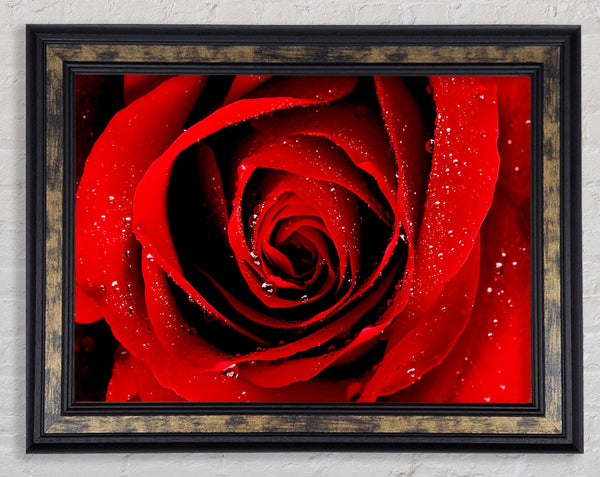 Close-Up Of A Red Rose Dew Drop Framed Print