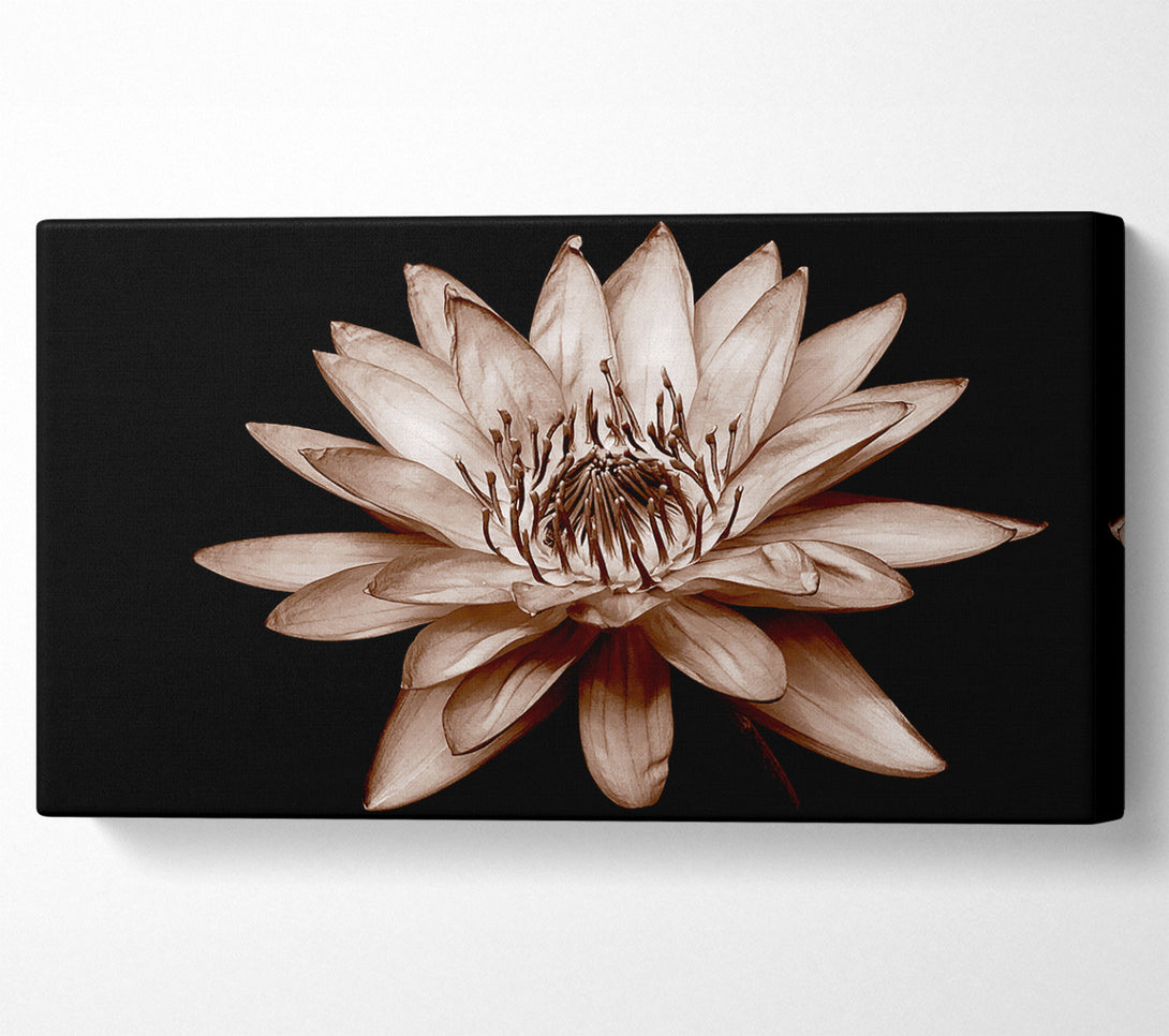  A Canvas Print of Cocoa Beauty Canvas Art