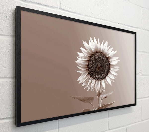 Sunflower Chocolate