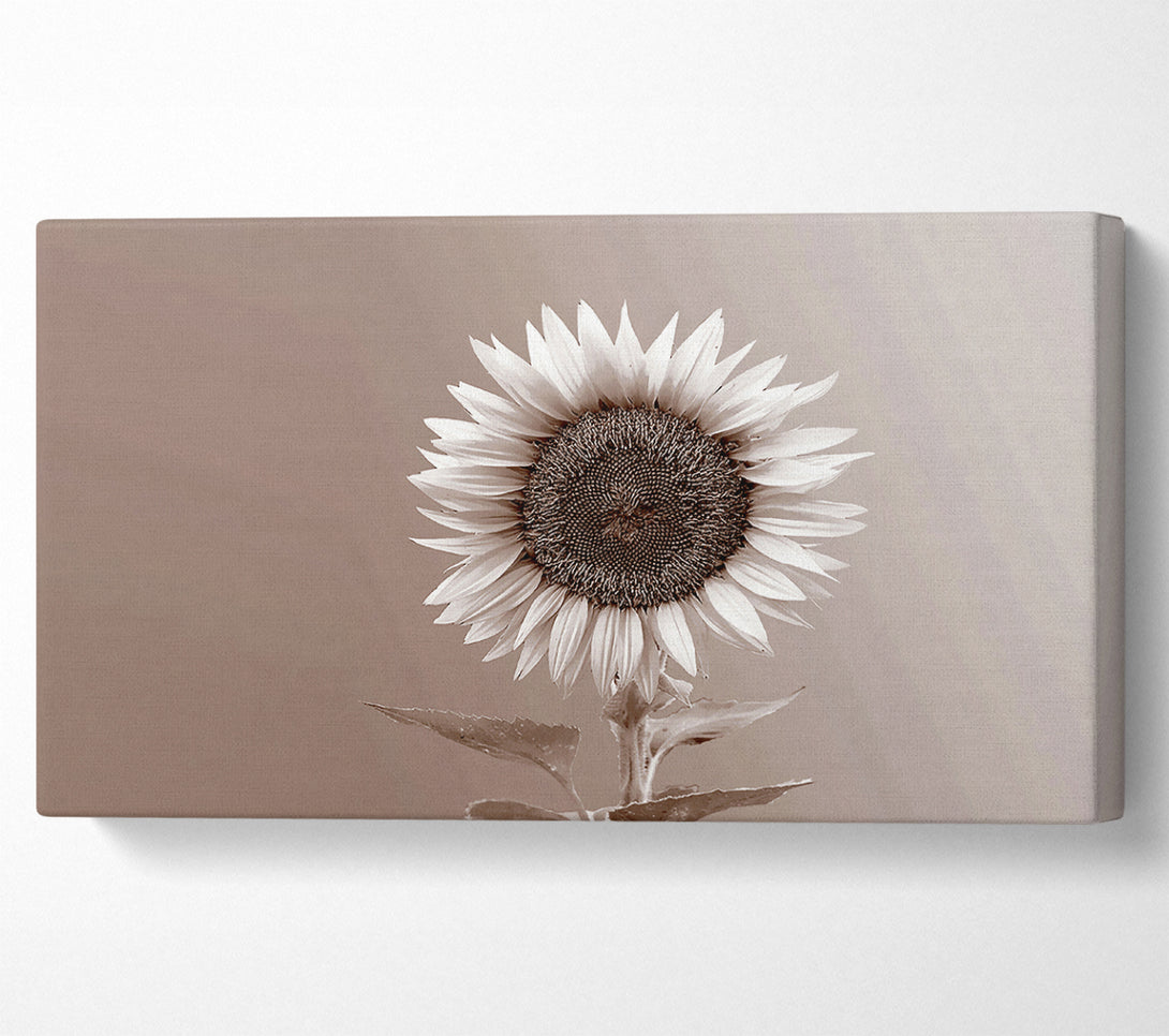  A Canvas Print of Sunflower Chocolate Canvas Art