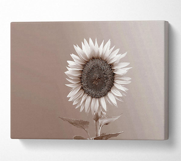  A Canvas Print of Sunflower Chocolate Canvas Art
