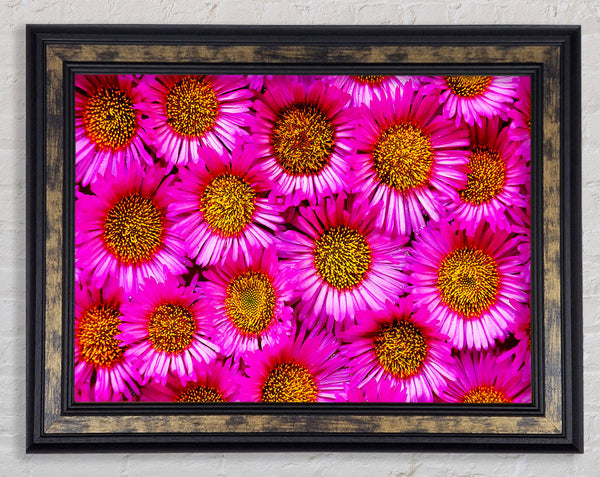 Sea Of Pink Flowers Framed Print