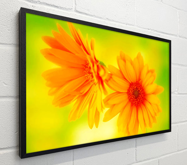 Vibrant Yellow Daisys