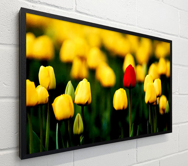 Red Tulip In A Field Of Yellows