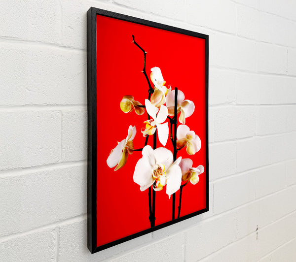 White Orchard Beauty On Red