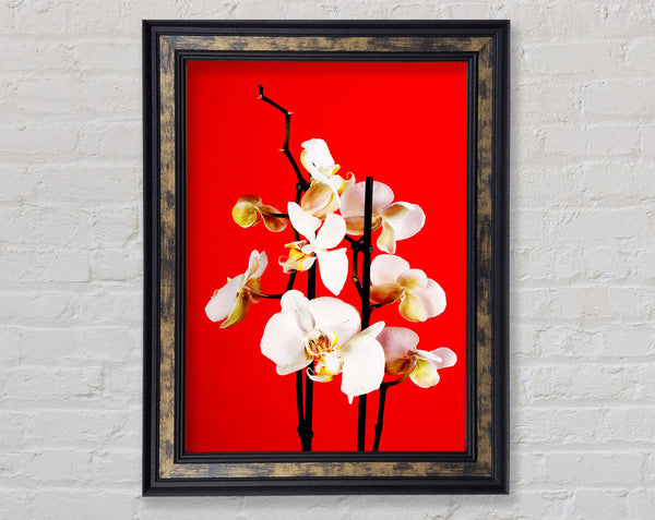White Orchard Beauty On Red Framed Print