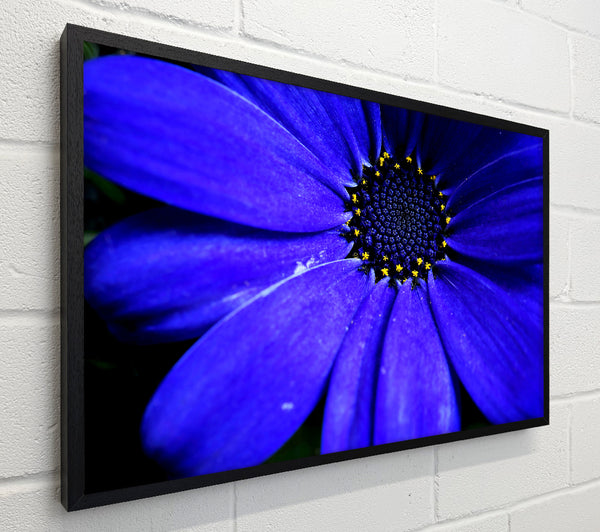 Electric Blue Petals