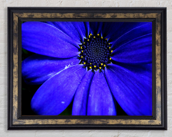 Electric Blue Petals Framed Print