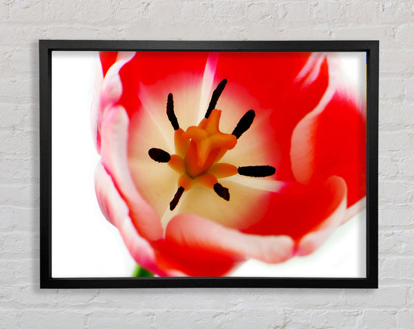 Der Kern einer Tulpe