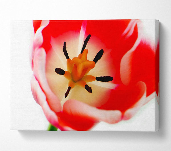  A Canvas Print of The Core Of A Tulip Canvas Wall Art